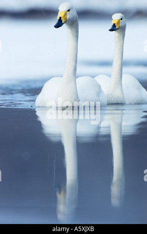 Two Whooper swans swimming towards camera Hokkaido Japan Stock Photo