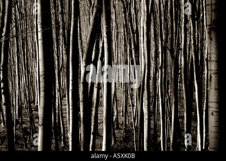 Abstract View of a Forest Stock Photo