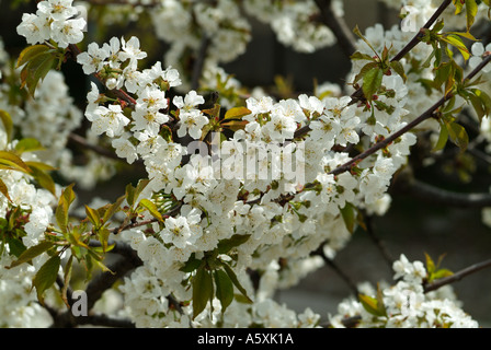 Cherry Blossom Stock Photo