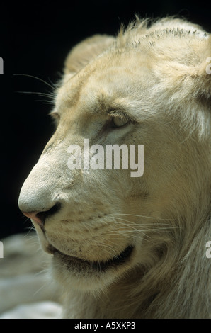 Photograph of a white lion (Panthera leo). Portrait d'un lion blanc (Panthera leo). Stock Photo