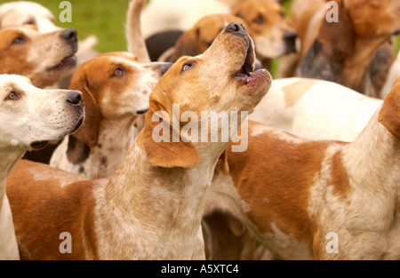 THE AVON VALE FOX HOUNDS PACK AT A MEETING NEAR THEIR CHITTOE KENNELS WILTSHIRE UK LAST DAY LEGAL HUNTING 17 FEB 2005 Stock Photo