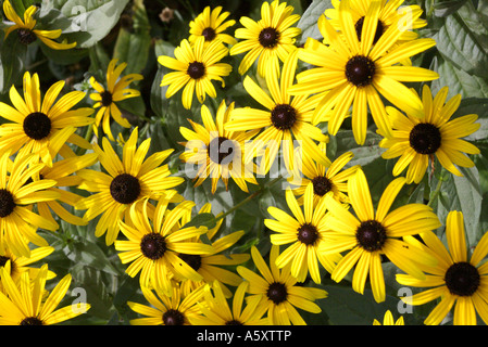 Yellow Rudbeckia hirta, Black-eyed Susan flowers Stock Photo