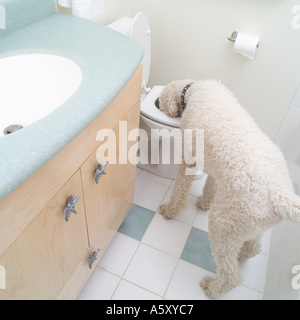 dogs drinking water from toilet