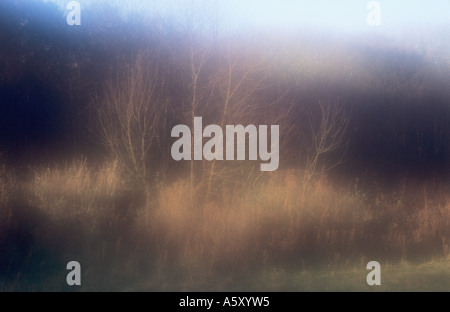 Atmospheric late autumnal scene with warm light and deep shadows on Silver birch and Common alder and Black poplar trees Stock Photo