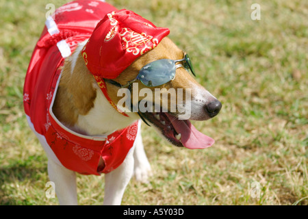 Dog wearing sunglasses dressed in traditional Chinese red hat and silk coat outdoors in park Stock Photo