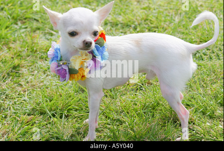 Tiny white Chihuahua wearing a multi colored flower lei poses with curled tail outdoors in park on green grass Stock Photo