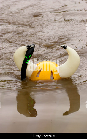 Competitor in the annual World Mountain Bike Bog Snorkelling Championships at Llanwrtyd Wells Powys submerged Wales UK Stock Photo