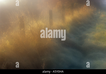 Atmospheric warm early morning winter sunshine on golden dried grasses on an embankment with fence posts and frosty green grass Stock Photo