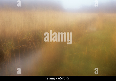 Atmospheric view of autumnal reedbeds and sedge with dyke running through and distant Common alder or Alnus glutinosa trees Stock Photo