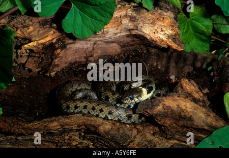 Grass Snake Natrix natrix laying curled up in old log potton bedfordshire Stock Photo