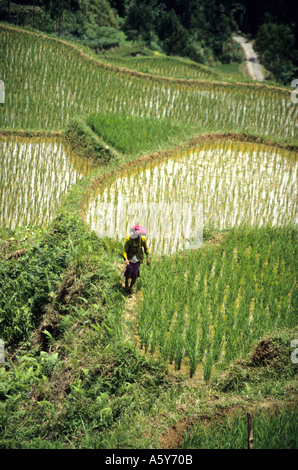 Woman in,2000 year old Banaue rice terraces,Luzon Island,the Philippines are a UNESCO world heritage site,home to Ifugao tribe Stock Photo