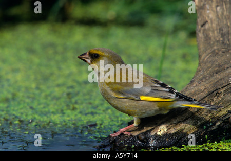 Smart male Greenfinch Carduelis chloris perched on log drinking fron weed covered pond potton bedfordshire Stock Photo