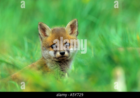 Red Fox cub Vulpes vaulpes looking alert in grassy meadow potton bedfordshire Stock Photo