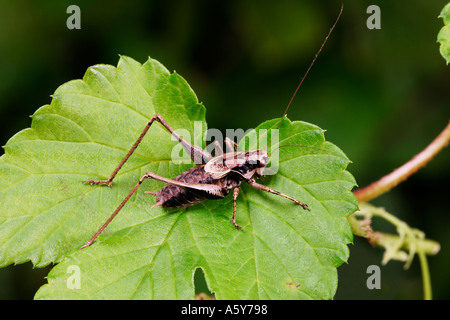 Dark Bush Cricket pholidoptera griseoaptera standing on golden hop leaf potton bedfordshire Stock Photo