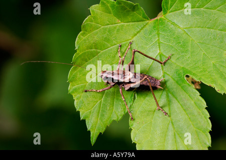 Dark Bush Cricket pholidoptera griseoaptera standing on golden hop leaf potton bedfordshire Stock Photo