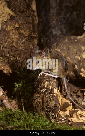 Wood Mouse Apodemus sylvaticus sitting on log looking alert potton bedfordshire Stock Photo