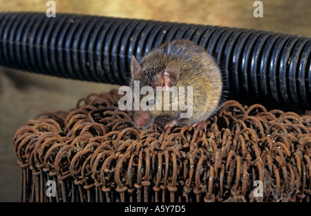 House Mouse Mus musculus sitting on potatoe wires in farm building potton bedfordshire Stock Photo