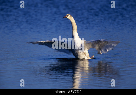 Mute Swan Cygnus olor flapping wings welney norfolk Stock Photo