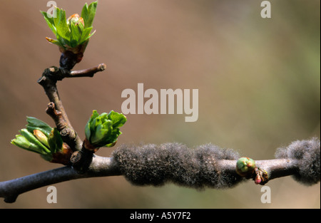 Small Eggar Eriogaster lanestris Eggs on Hawthorn biggleswade bedfordshire Stock Photo