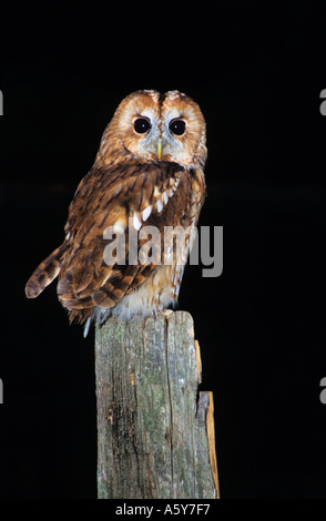 Tawny Owl Strix aluco perched on gate post at night potton bedfordshire Stock Photo