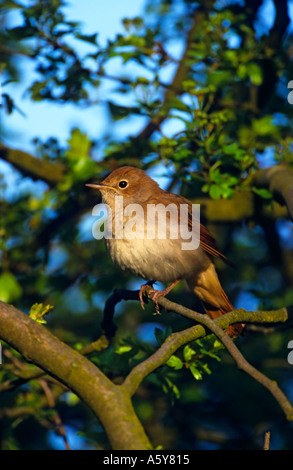 Nightingale Luscinia megarhynchos Singing concealed in hawthorn hedge paxton pits cambridgeshire Stock Photo