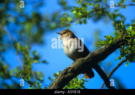 Nightingale Luscinia megarhynchos Singing in hawthorn hedge with blue sky background Stock Photo
