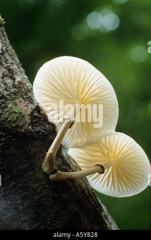 Porcelain fungus Oudemansiella mucida Poached egg fungus backlit showing underside with leafy bakground ashridge bedfordshire Stock Photo