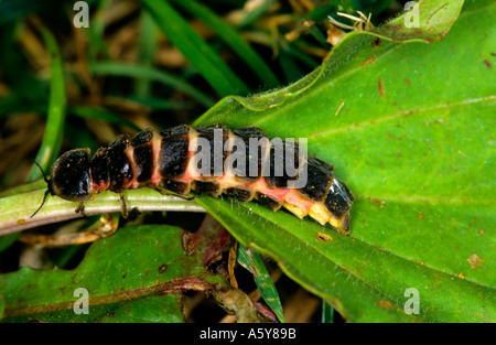 Female Glow Worm Lampyris noctiluca chicksands wood bedfordshire Stock Photo