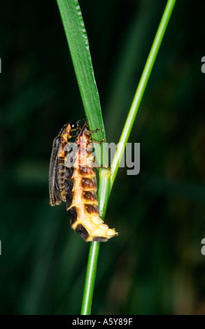 Glow Worm Lampyris noctiluca Female Glowing with male sitting on her back ready to mate chicksands wood bedfordshire Stock Photo