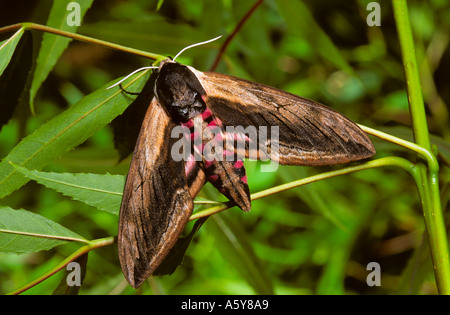 Privet Hawk Moth Sphinx ligustri at rest on leaves potton bedfordshire Stock Photo