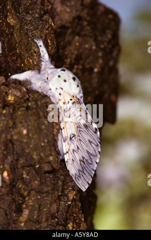 Puss Moth Cerura vinula At Rest on Tree Trunk potton bedfordshire Stock Photo