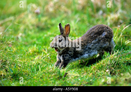 Rabbit Oryctolagus cuniculus stretching with mouth open looking alert sandy heath bedfordshire Stock Photo