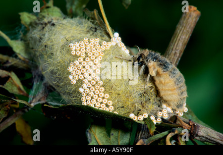 The Vapourer Orgyia antiqua Wingless Femail Egg Laying  eggs stuck to old Laval casing potton bedfordshire Stock Photo