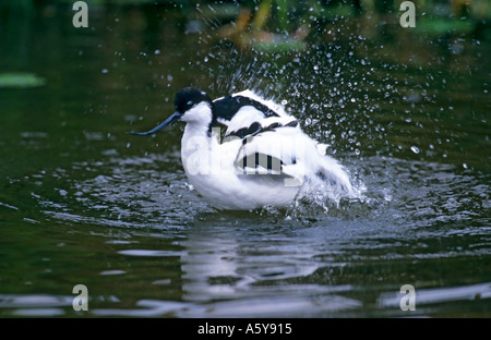 Avocet Recurvirostra avosetta Bathing in shallow water with droplets of water spraying all around norfolk Stock Photo