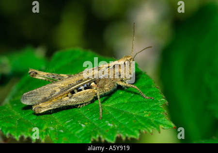 Common field grasshopper Chorthippus brunneus On Wild Hop Leaf potton bedfordshire Stock Photo