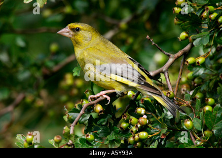Nice male Greenfinch Carduelis chloris perched in hawthorn hedge in nice light summer leys nature reserve northampton Stock Photo
