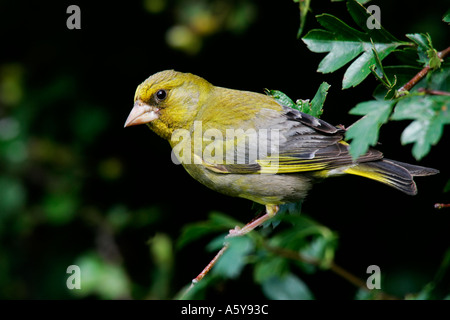 Nice male Greenfinch Carduelis chloris perched in hawthorn hedge in nice light summer leys nature reserve northampton Stock Photo