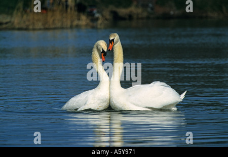 Mute Swan  (Cygnus olor) pair displaying on grave pit priory park bedford bedfordshire