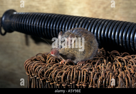 House Mouse  (Mus musculus) sitting on potato wires in farm building potton bedfordshire Stock Photo