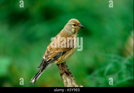 Linnet Carduelis cannabina perched on branch looking alert potton bedfordshire Stock Photo