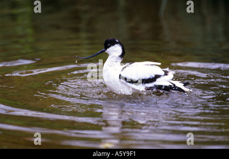 Avocet Recurvirostra avosetta bathing in shallow water with ripples pensthorpe norfolk Stock Photo