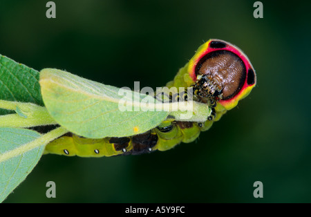 Puss Moth  (Cerura vinula)  Larva on Sallow head on view potton bedfordshire Stock Photo