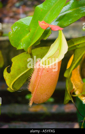 Pitcher plant Nepenthe Veitchii Stock Photo