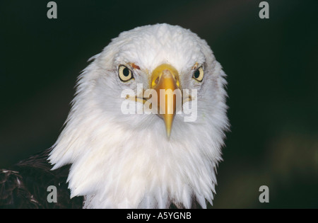 Close-up of Bald Eagle (Haliaeetus leucocephalus), Florida, USA Stock Photo