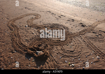 A horseshoe crab leaves circular tracks as it wanders on the beach Stock Photo