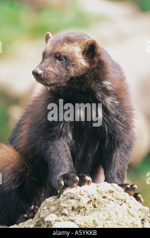 Wolverine (Gulo gulo) sitting on rock in zoo, Salzburg, Austria Stock Photo