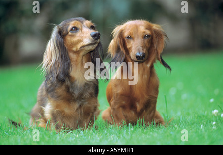 Two Long-haired dachshund dogs sitting in field Stock Photo
