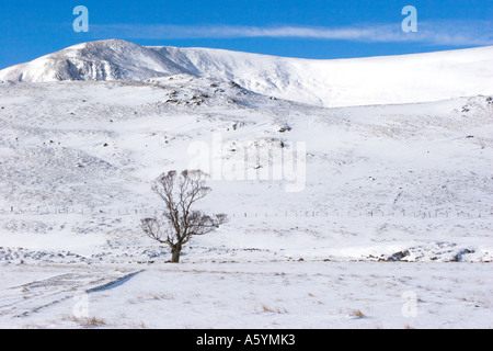 Single Birch Tree in Scottish winter scene with fresh snow on Cairngorm Mountains, Braemar, Scotland, uk Stock Photo