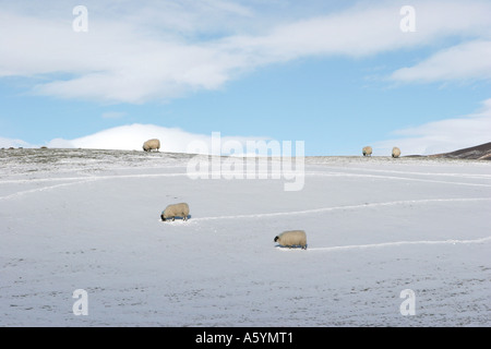 Scottish Blackface Sheep in Snow. Rural farm winter landscape scene at Gairnshiel, Aberdeenshire, Cairngorms  or Cairngorm National Park, Scotland UK Stock Photo