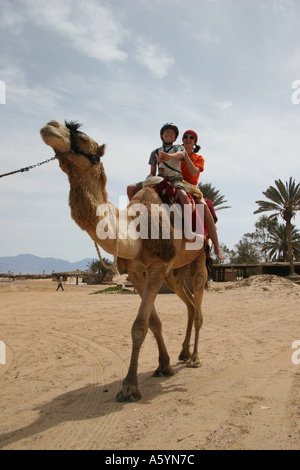 hippo therapy with camel / camel riding Stock Photo